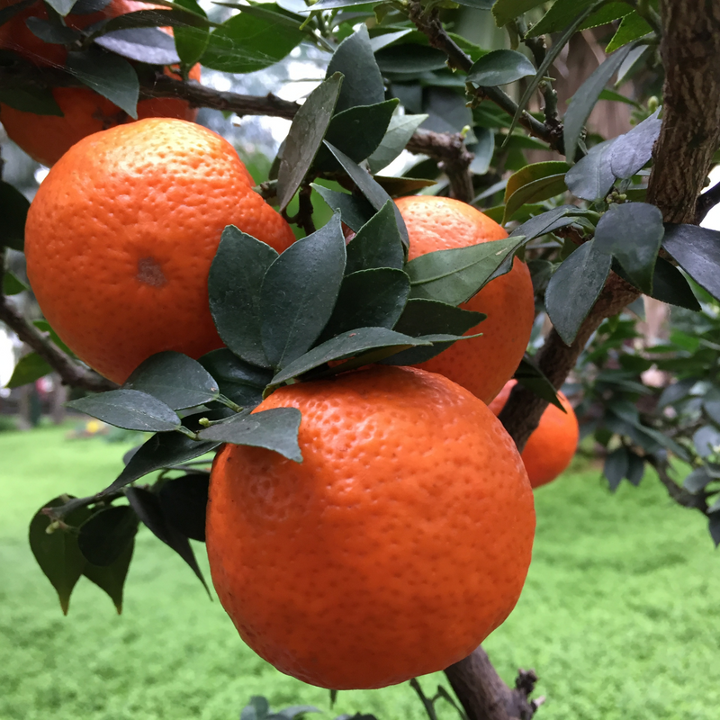 Sicilian Chinotto - Box n° 4 Bottles