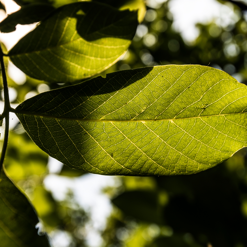 Cheese Affined in Walnut Leaves