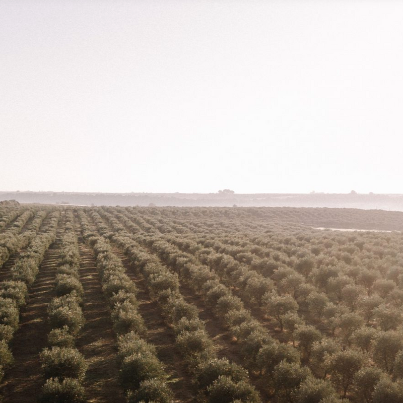 Le Ferre - Extra Virgin Olive Oil