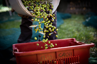 WHAT MAKES A QUALITY EXTRA VIRGIN OLIVE OIL