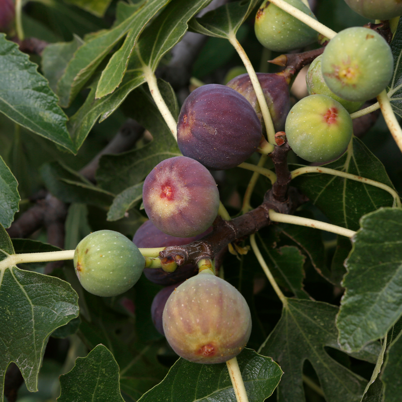 Figs Mostarda
